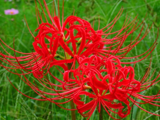 hana_005-520x390.jpg