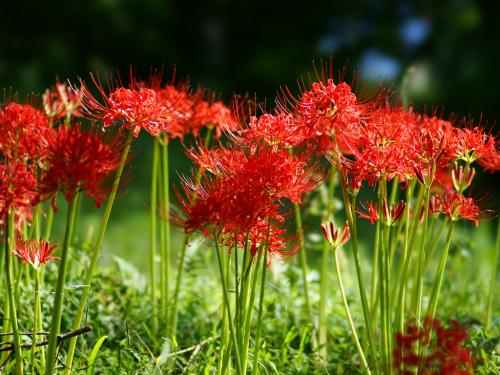 曼珠沙華【まんじゅしゃげ】｜金澤山 妙應寺｜日蓮宗 寺院ページ